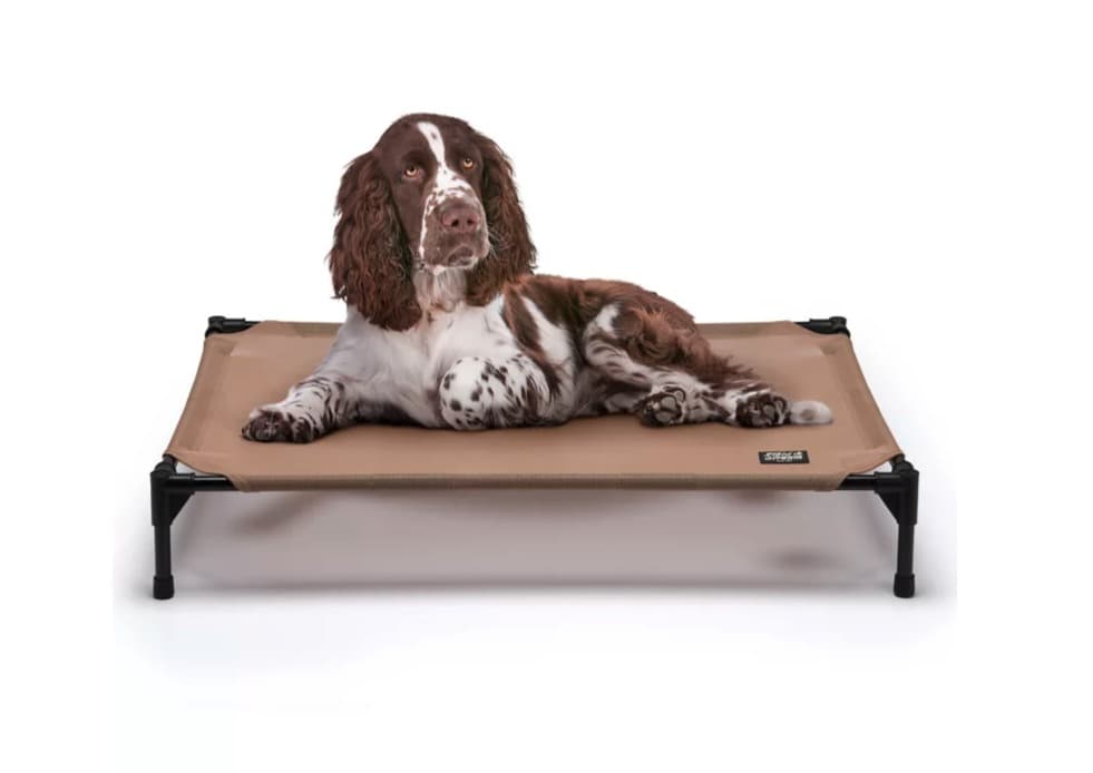 A liver-and-white springer spaniel lying on a Field & Stream elevated pet cot, tan mesh deck on a black metal frame, on white.